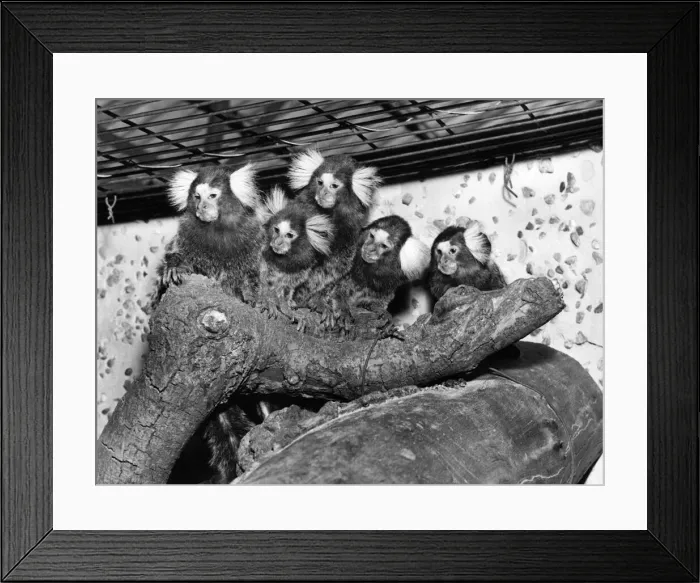 Framed Print : A family of South American marmosets. sitting on a tree trunk in their cage at Chester Framed Print : A family of South American marmosets. sitting on a tree trunk in their cage at Chester