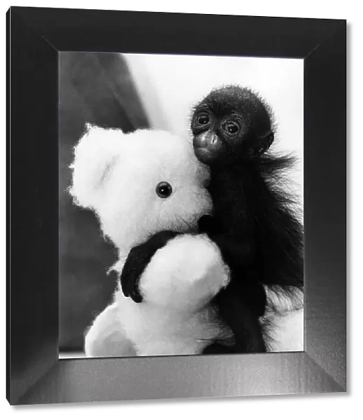 A tiny spider monkey with a cuddly teddy bear at Devon Zoo, Paignton