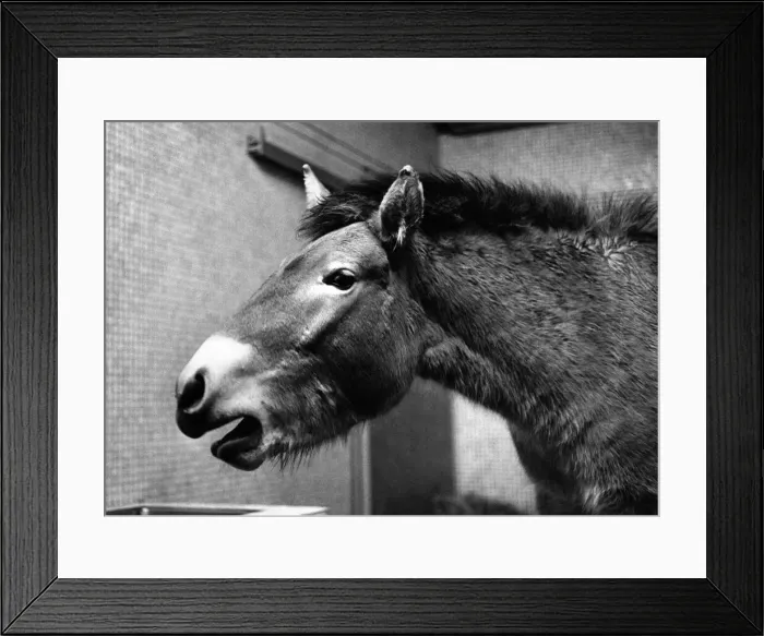 Framed Print : A Przewalski wild horse. Circa 1980 Framed Print : A Przewalski wild horse. Circa 1980