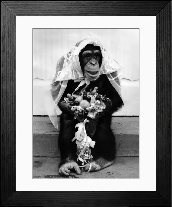 Framed Print : Nina the blushing chimp bride with her bouquet of flowers. April 1976 Framed Print : Nina the blushing chimp bride with her bouquet of flowers. April 1976