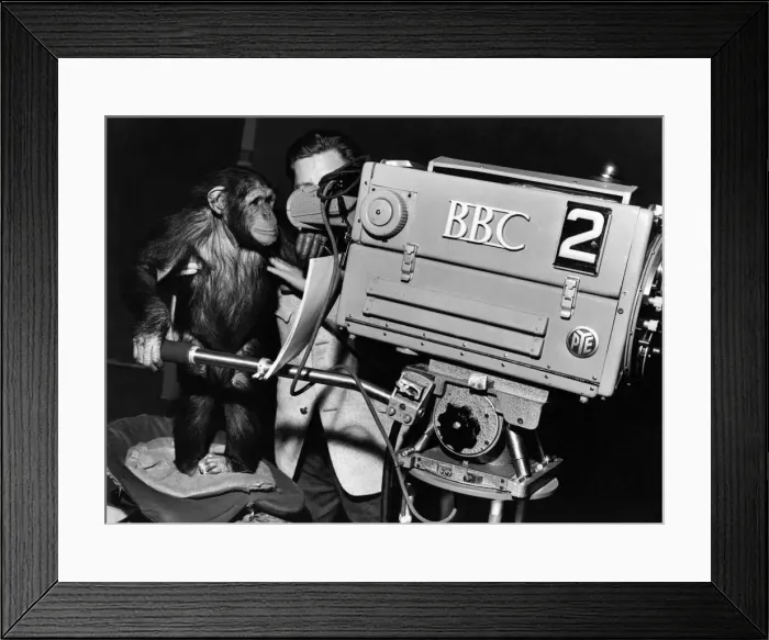 Framed Print : Lulu the chimp and other animals are to appear with TV personality Framed Print : Lulu the chimp and other animals are to appear with TV personality