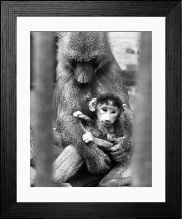 Framed Print : Lola the baboon holding her baby called Guy at Chessington Zoo, Surrey Framed Print : Lola the baboon holding her baby called Guy at Chessington Zoo, Surrey