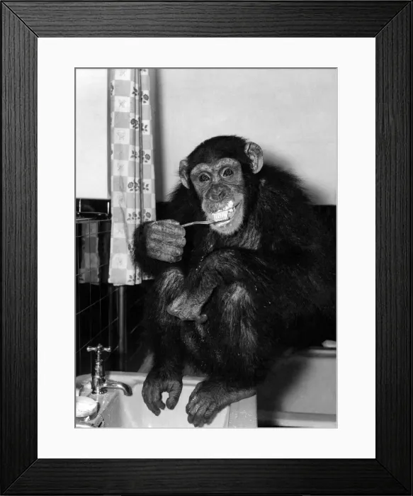 Framed Print : Susan the chimp brushes her teeth at night. March 1955 Framed Print : Susan the chimp brushes her teeth at night. March 1955