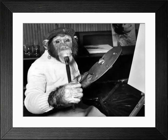 Framed Print : Mandy the chimp takes a liking to the paint and licks it off the brush with a winsome Framed Print : Mandy the chimp takes a liking to the paint and licks it off the brush with a winsome