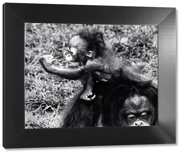 A six-month-old orang utan with mum Lola at Chester Zoo, March 1981