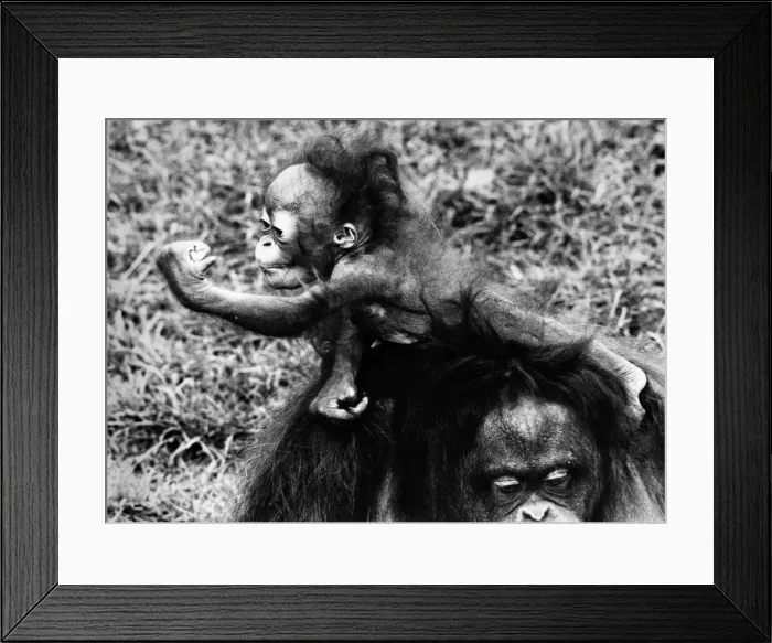 Framed Print : A six-month-old orang utan with mum Lola at Chester Zoo, March 1981