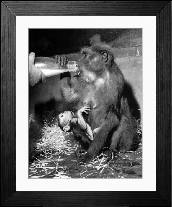 Framed Print : It seemed rather casual, the way this monkey, Dart, put her three-day-old baby on show Framed Print : It seemed rather casual, the way this monkey, Dart, put her three-day-old baby on show