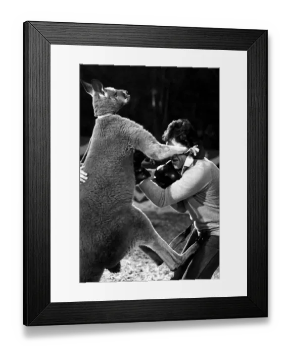 Framed Print : The kangaroo kick that became a sore point with Sacha Distel. April 1978 Framed Print : The kangaroo kick that became a sore point with Sacha Distel. April 1978