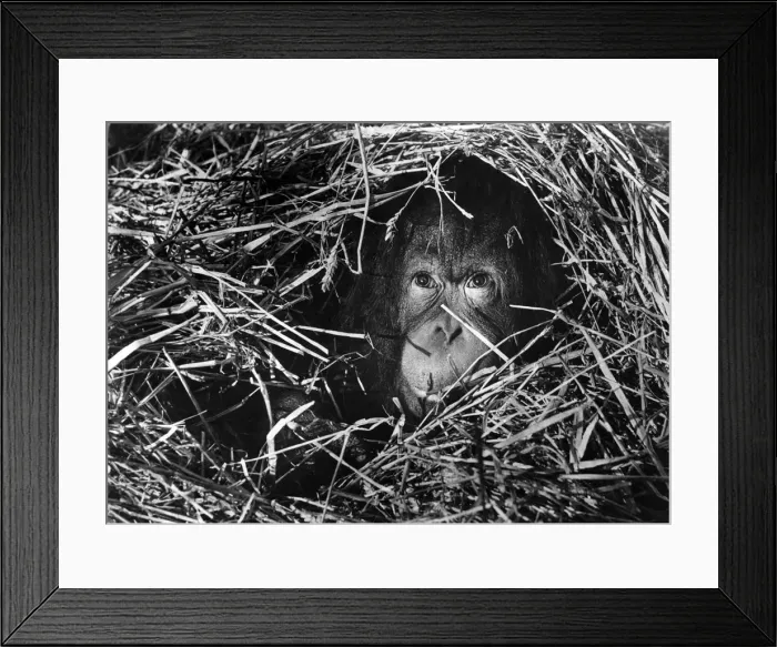 Framed Print : Annabella, the orang-utan hiding inside a bale of straw at London Zoo January 1955 Framed Print : Annabella, the orang-utan hiding inside a bale of straw at London Zoo January 1955