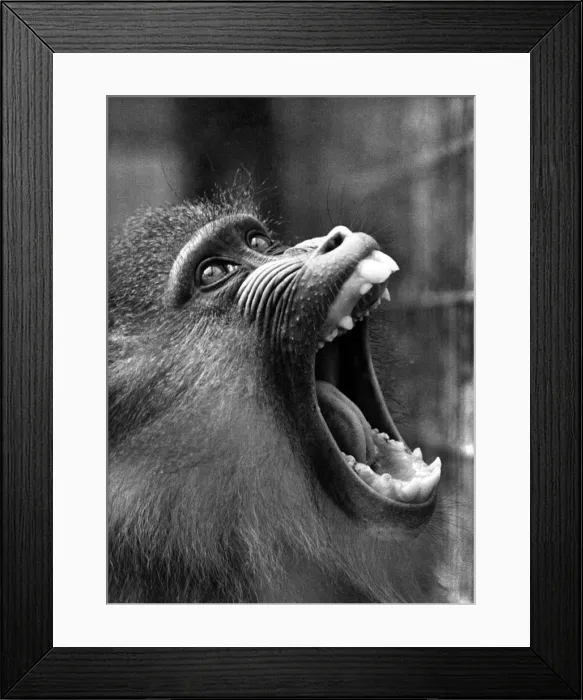 Framed Print : A monkey shouting for his food in his cage at the zoo April 1965