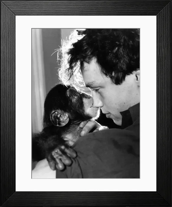 Framed Print : Zoo keeper Graeme Sheppard has been playing the unlikely role of mum Framed Print : Zoo keeper Graeme Sheppard has been playing the unlikely role of mum