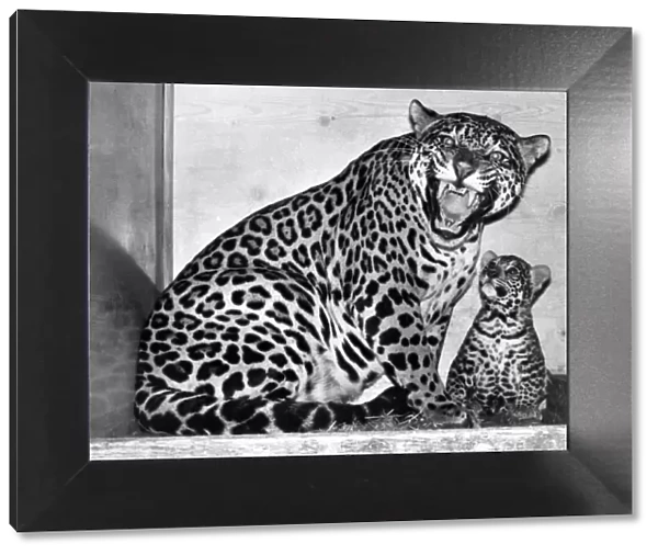 Lady Poms, a six-year-old jaguar. with her cub, now seven months old