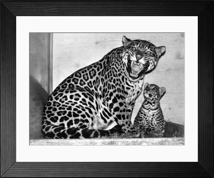 Framed Print : Lady Poms, a six-year-old jaguar. with her cub, now seven months old Framed Print : Lady Poms, a six-year-old jaguar. with her cub, now seven months old