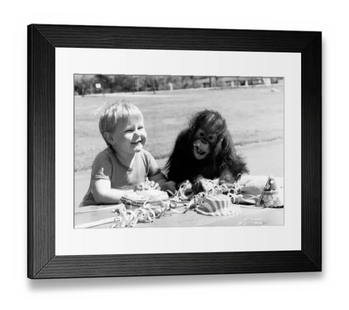 Framed Print : Victoria the orang utan celebrates her first birthday with her closest friend Framed Print : Victoria the orang utan celebrates her first birthday with her closest friend