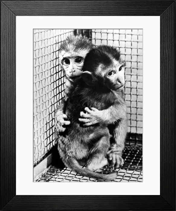Framed Print : Monkeys at the University of Texas are being subjected to lengthy experiments by Framed Print : Monkeys at the University of Texas are being subjected to lengthy experiments by