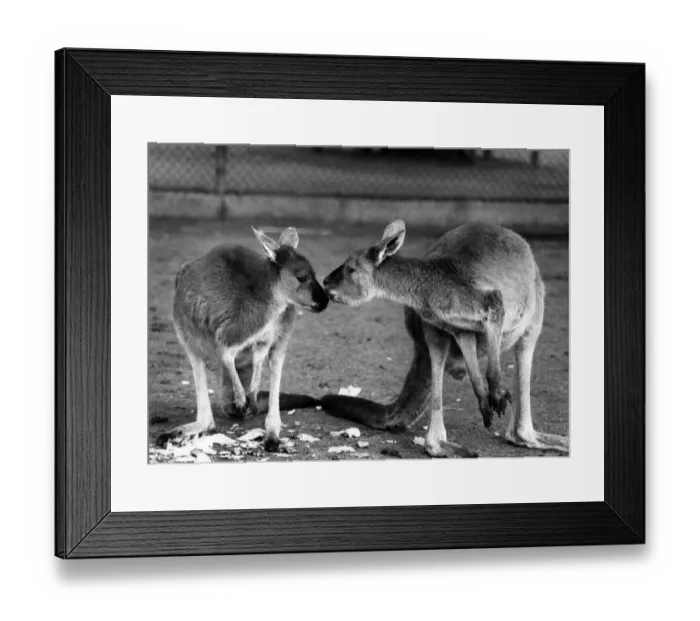 Framed Print : Words may fail them but with a nudge, a gentle touch or a peck on the furry cheek