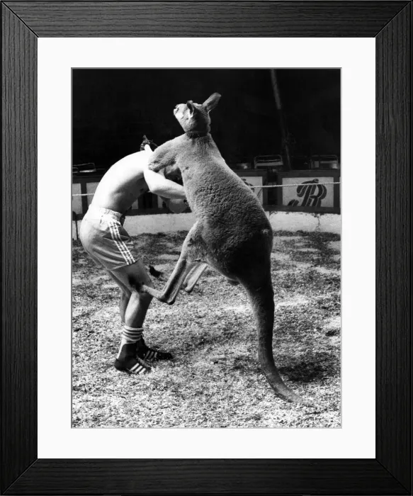 Framed Print : Skippy the kangaroo tries a bit of fancy leg-work-all over boxer Alan Minter Framed Print : Skippy the kangaroo tries a bit of fancy leg-work-all over boxer Alan Minter
