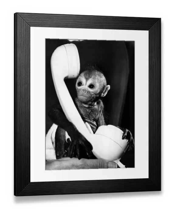 Framed Print : oscar, a seven-week-old spider monkey at Kilverstone Wildlife Park in Norfolk dwarfed by