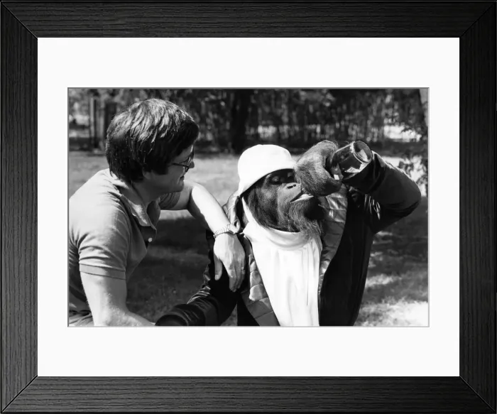 Framed Print : Orang-Utan CJ, the deeply philosophical star of Clint Eastwood films Any Which Way But