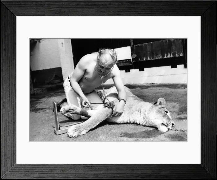 Framed Print : Vet David Taylor at Windsor Safari Park. June 1976 Framed Print : Vet David Taylor at Windsor Safari Park. June 1976