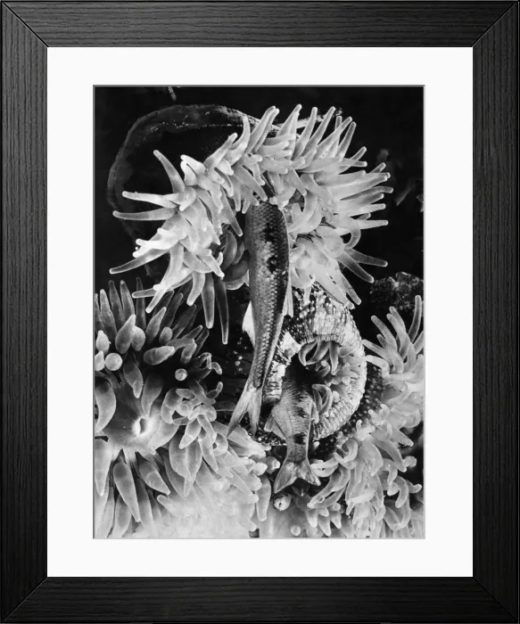 Framed Print : A Sea Anemone tentacles close over its prey which is drawn down into to sac of a stomach