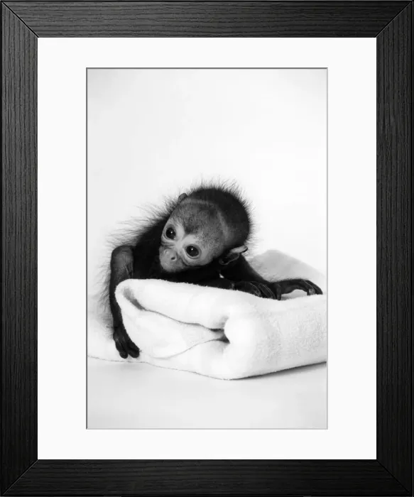 Framed Print : Spider monkey Pedro makes himself at home. May 1994 Framed Print : Spider monkey Pedro makes himself at home. May 1994