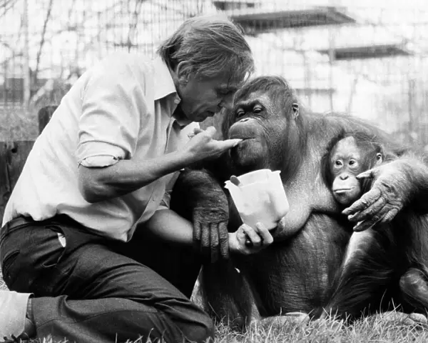 David Attenborough with orangutan and her baby at London Zoo, Friday 2nd April 1982