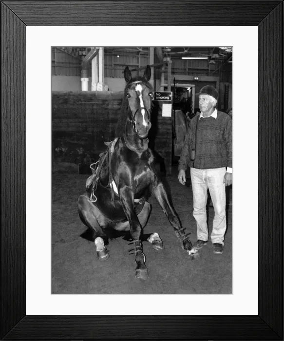 Framed Print : An obedient horse sitting down when told to do so December 1989 Framed Print : An obedient horse sitting down when told to do so December 1989