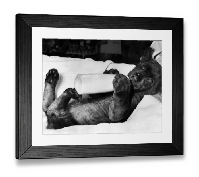 Framed Print : Hooked on the bottle thats Grumble, the thirteen-week old Jaguar Framed Print : Hooked on the bottle thats Grumble, the thirteen-week old Jaguar