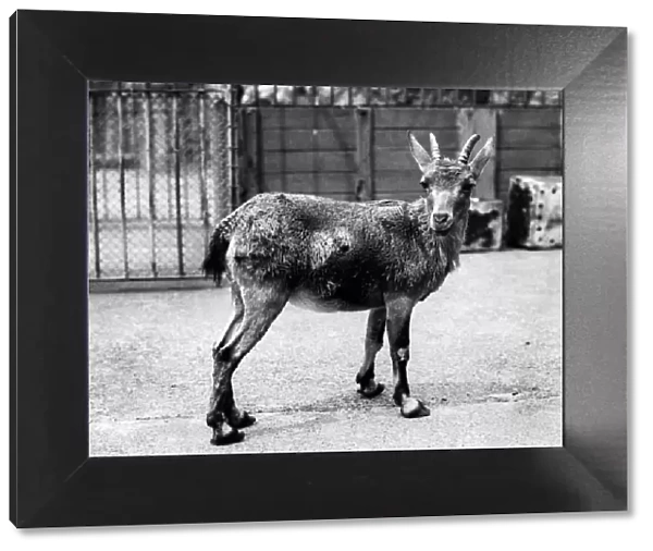 The Nutrai Ibex at the Thompson Zoo. June 1934