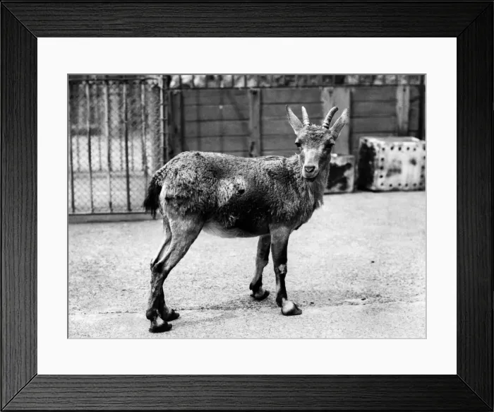 Framed Print : The Nutrai Ibex at the Thompson Zoo. June 1934 Framed Print : The Nutrai Ibex at the Thompson Zoo. June 1934