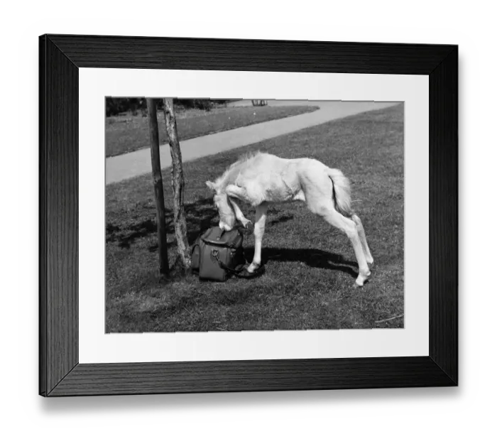 Framed Print : A four year old horse inspecting a photographers camera bag at Whipsnade Zoo Framed Print : A four year old horse inspecting a photographers camera bag at Whipsnade Zoo