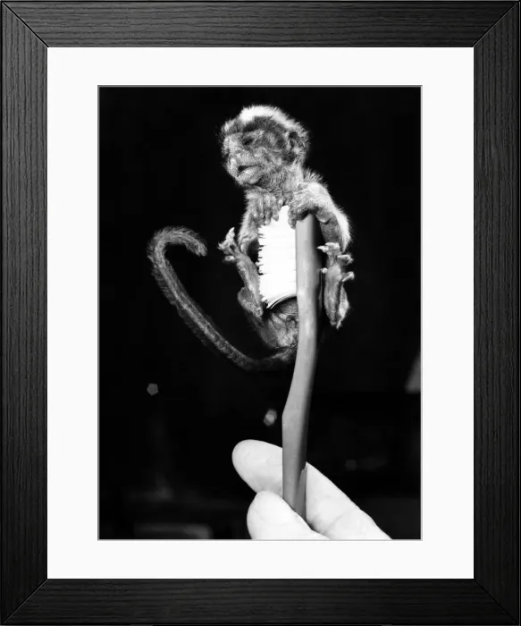 Framed Print : Oz, a tiny cotton top monkey at a Norfolk zoo perches atop a tooth brush Framed Print : Oz, a tiny cotton top monkey at a Norfolk zoo perches atop a tooth brush