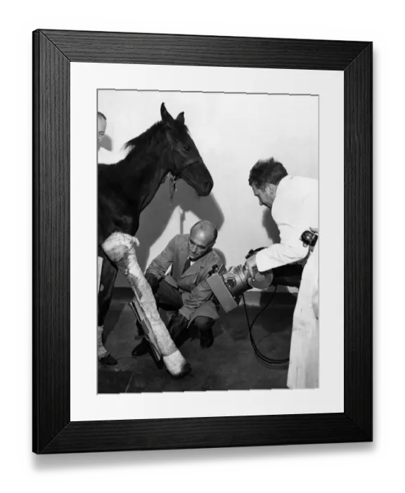Framed Print : For the second time in his life, this througbred foal the research station has nicknamed Framed Print : For the second time in his life, this througbred foal the research station has nicknamed