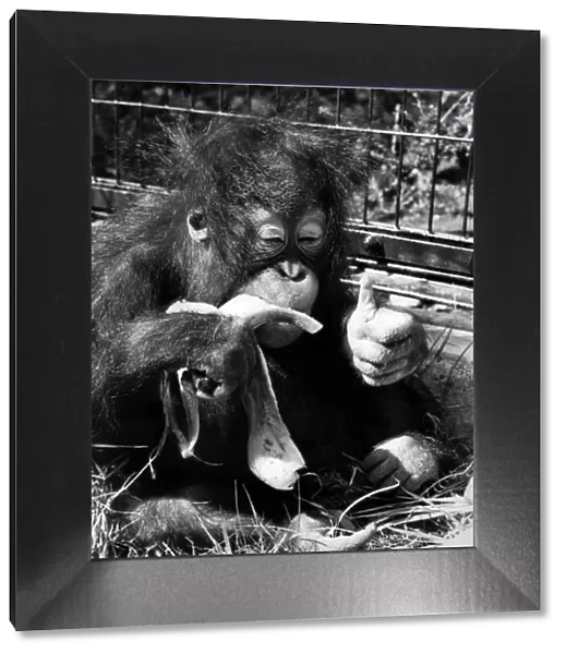 Suka the baby orang-utan enjoys a feast of bananas at London Zoo August 1972