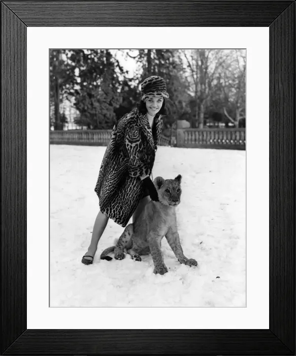 Framed Print : After the excitement, the lion cub site quietly while the model shows off an ocelot coat Framed Print : After the excitement, the lion cub site quietly while the model shows off an ocelot coat