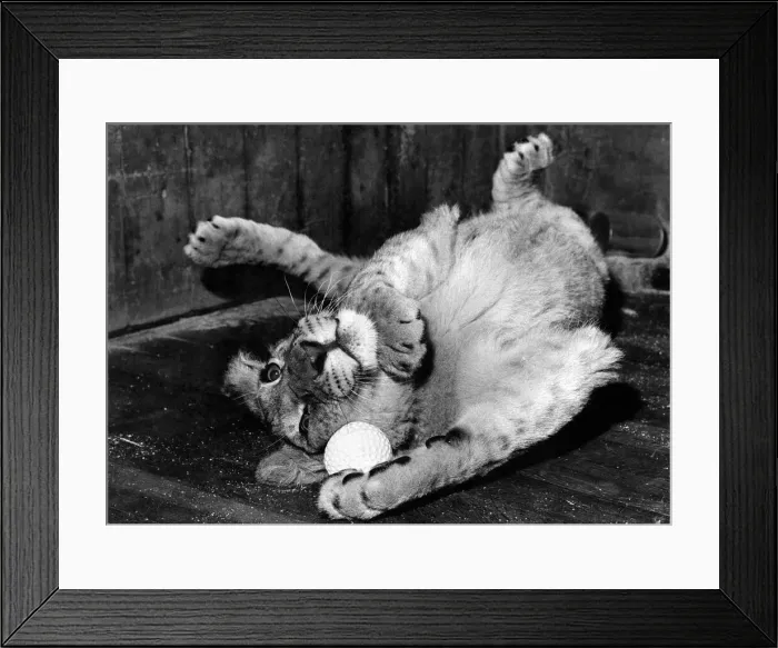 Framed Print : A picture every cat-lover will recognise, seven-months-old Dina gets herself in a tangle Framed Print : A picture every cat-lover will recognise, seven-months-old Dina gets herself in a tangle