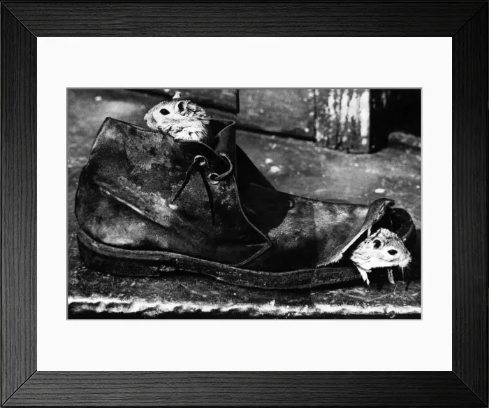 Framed Print : Gerbils Gerry and Joans new home, a battered old suede boot belonging to their Framed Print : Gerbils Gerry and Joans new home, a battered old suede boot belonging to their