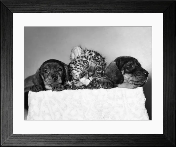 Framed Print : Anna the Leopard wouldn t change this spot for the world