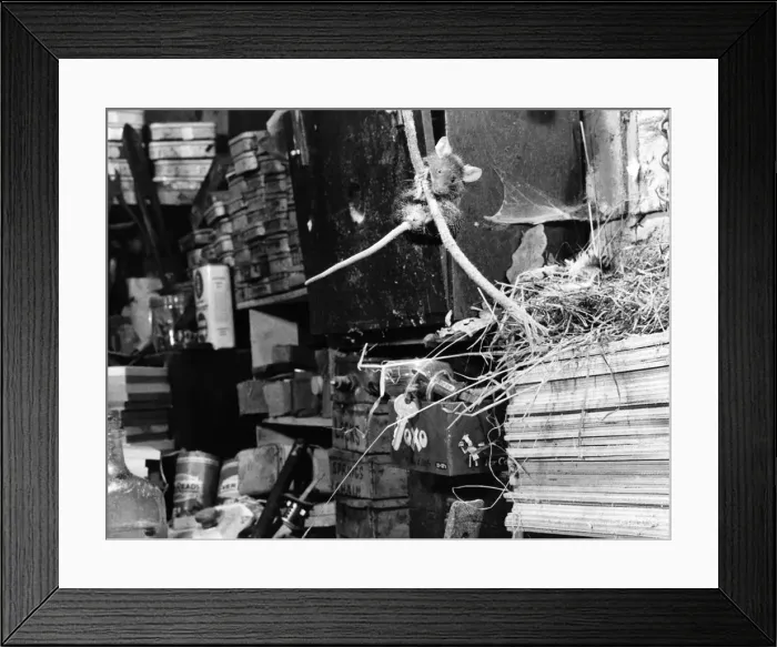 Framed Print : Mrs. Mouse demonstrates a swinging way to airlift the oil Framed Print : Mrs. Mouse demonstrates a swinging way to airlift the oil