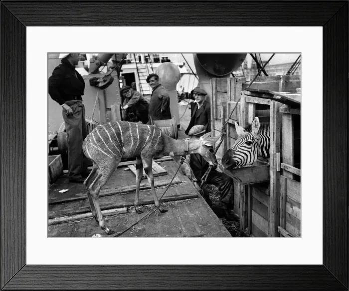 Framed Print : Kismayu - a baby kudu from Somaliland - looking none the worse for a four-week sea trip Framed Print : Kismayu - a baby kudu from Somaliland - looking none the worse for a four-week sea trip