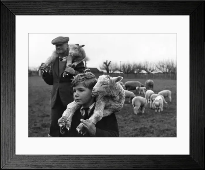 Framed Print : Of all young JohnOs Christmas presents, his favourites are the lambs born a few days ago Framed Print : Of all young JohnOs Christmas presents, his favourites are the lambs born a few days ago