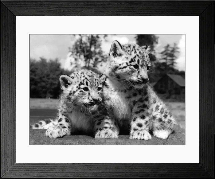 Framed Print : Eight weeks old Siberean Snow Leopard cubs Boris and Nina at Whipsnade Zoo Framed Print : Eight weeks old Siberean Snow Leopard cubs Boris and Nina at Whipsnade Zoo