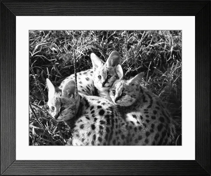 Framed Print : Black-spotted African wild cat triplets called servals born at Whipsnade Zoo Framed Print : Black-spotted African wild cat triplets called servals born at Whipsnade Zoo