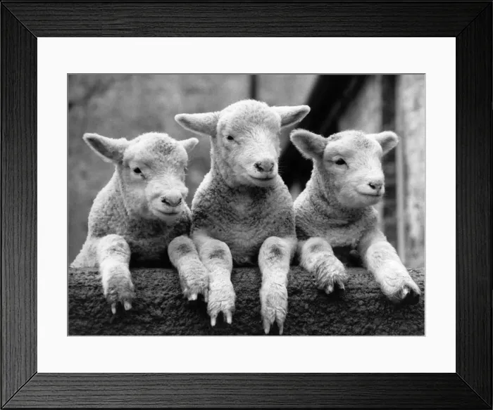 Framed Print : ThereIs an air of spring on Percy WilliamIs farm. Lambs are frisking in the fields months Framed Print : ThereIs an air of spring on Percy WilliamIs farm. Lambs are frisking in the fields months