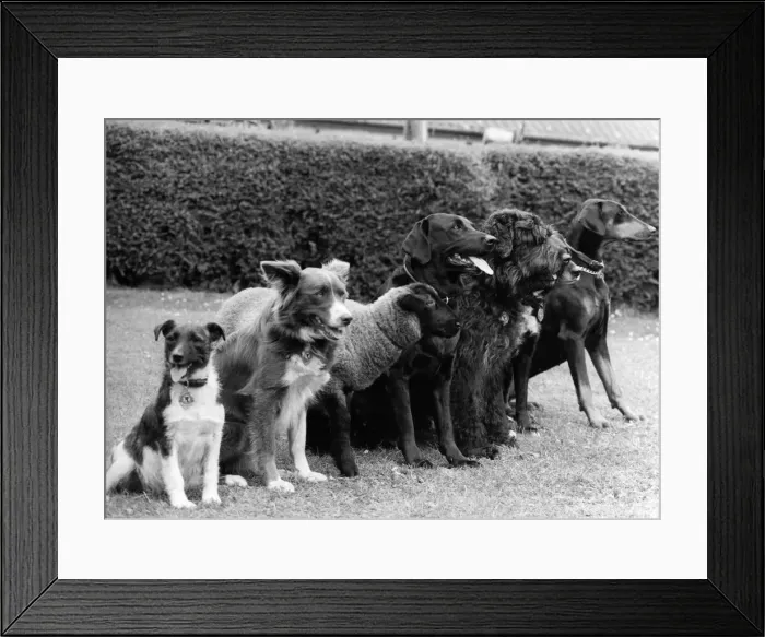 Framed Print : No Worries for Daisy: SheOs as gentle as a lamb. In fact she is a lamb Framed Print : No Worries for Daisy: SheOs as gentle as a lamb. In fact she is a lamb