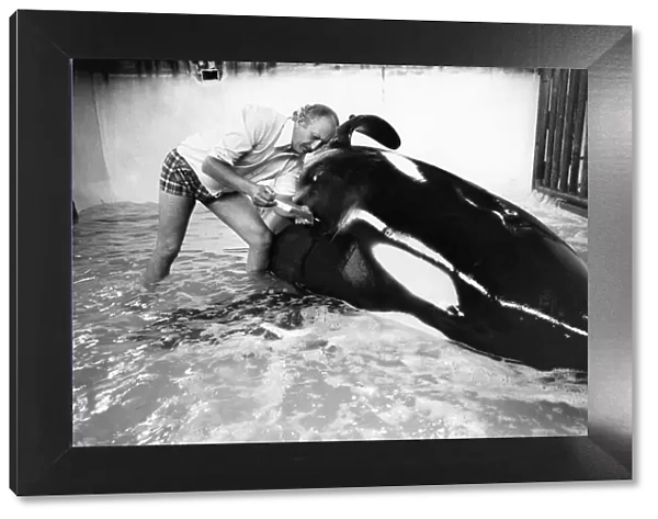 Vet David Taylor with Ramu the killer whale at Windsor Safari Park. May 1976