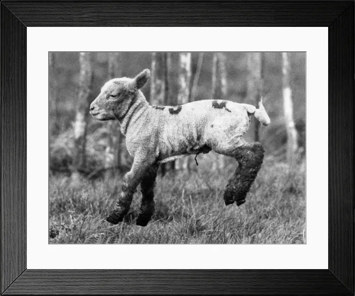 Framed Print : A new-born lamb jumps for joy in a sunlit field, one of 300 frisky creatures that are Framed Print : A new-born lamb jumps for joy in a sunlit field, one of 300 frisky creatures that are
