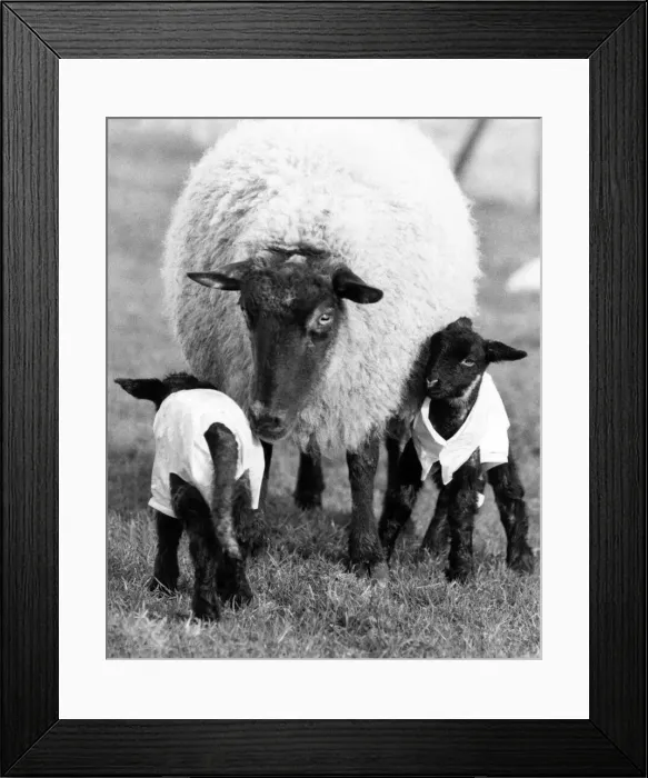 Framed Print : A pair of new-born lambs stand unsteadily in a field dressed in plastic macks Framed Print : A pair of new-born lambs stand unsteadily in a field dressed in plastic macks