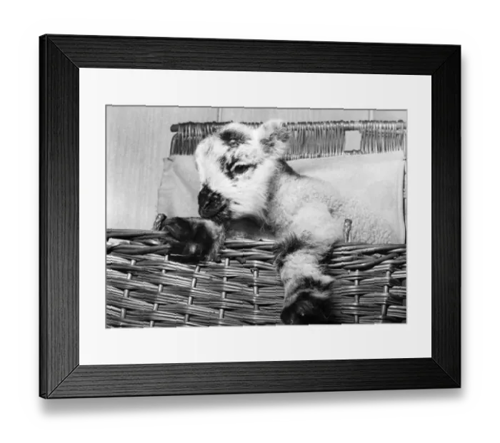 Framed Print : A motorist spotted Larry the Lamb as he was wandering alone in a built-up area near